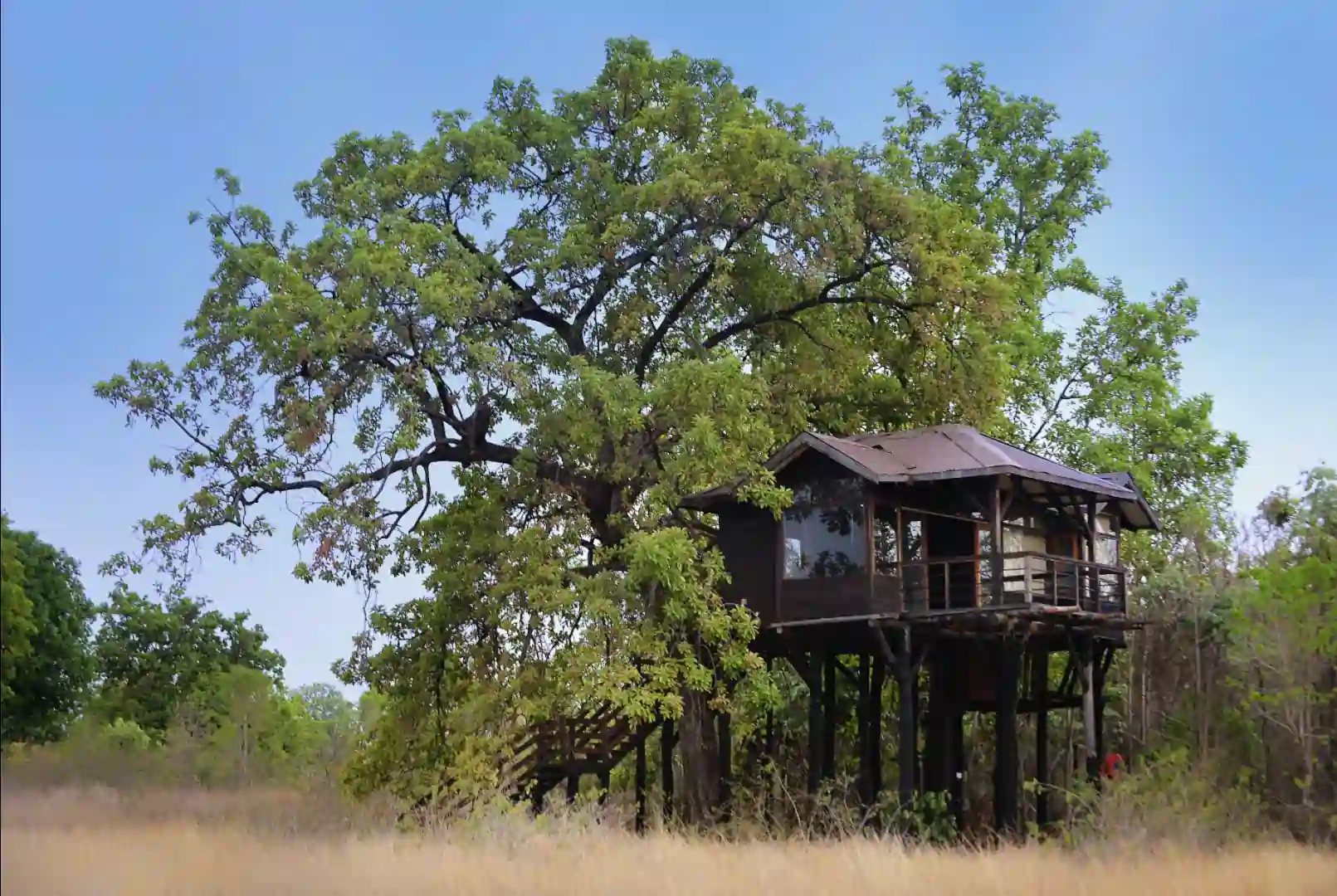 A treehouse built into a large tree at Pench Tree Lodge