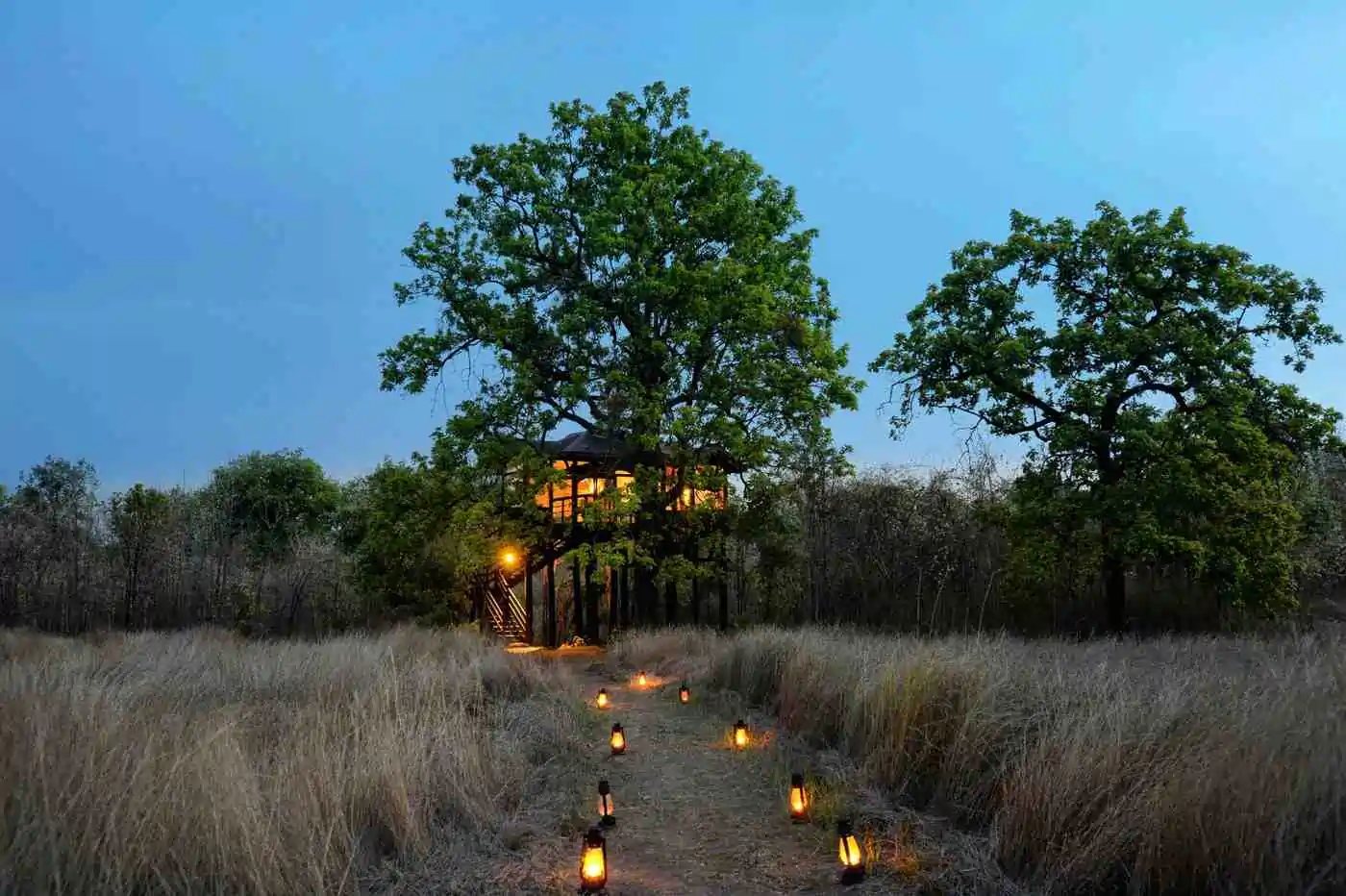Lanterns lighting a path through tall grass to a treehouse at Pench Tree Lodge