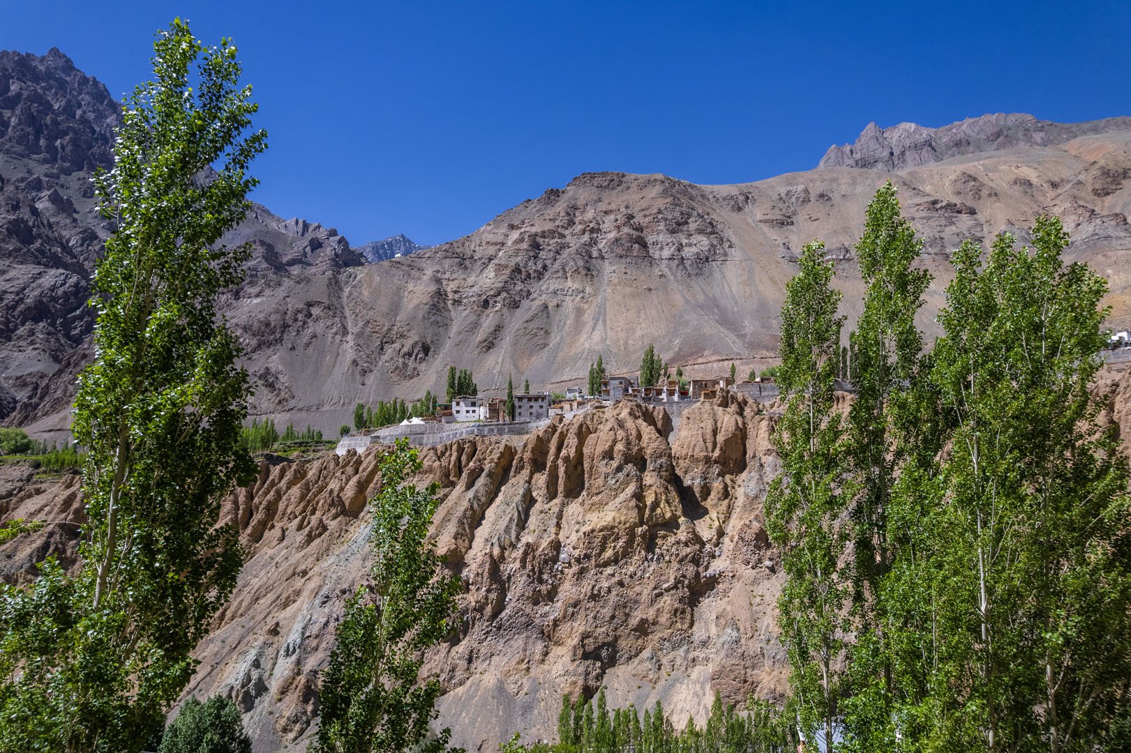 Poplars below rugged mountains in Ladakh