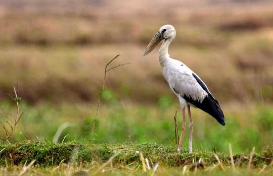 Asian openbill stork standing in wetland grass at Keoladeo
