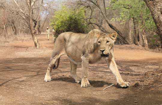 Asiatic lioness walking through dry forest in Gir