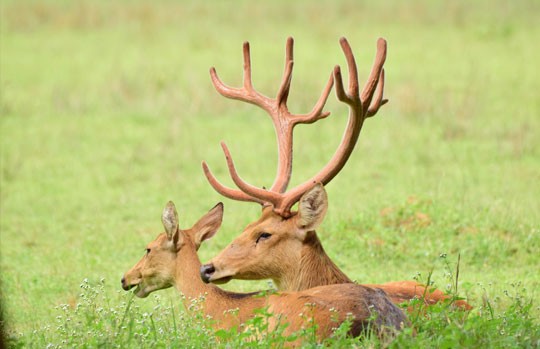 Barasingha stag with velvet antlers resting in a Kanha meadow