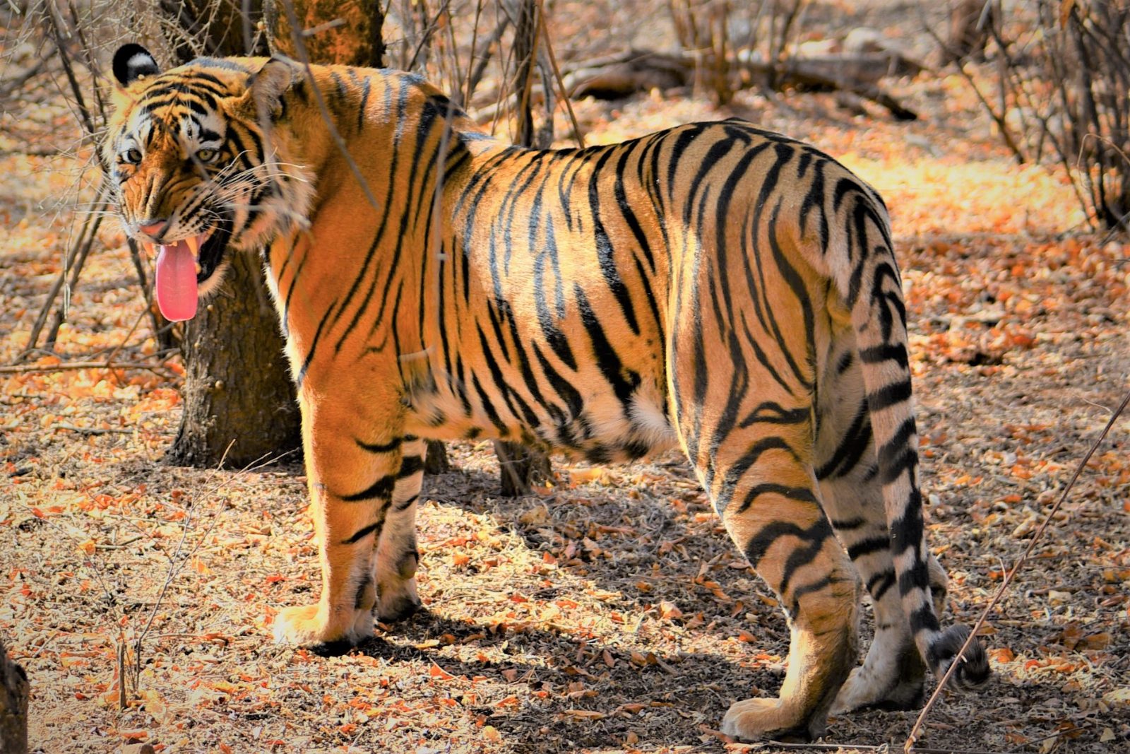 Bengal tiger walking through dry sal forest in Bandhavgarh