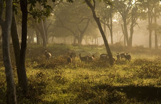 Deer in the morning mist beneath the trees at Nagarhole