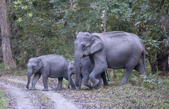 Elephant family walking along a forest track in Jim Corbett National Park