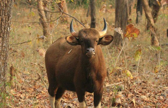 Gaur standing in dry forest in Satpura