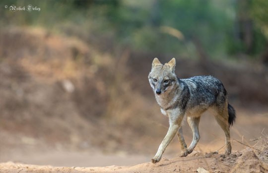 Golden jackal trotting through Ranthambore