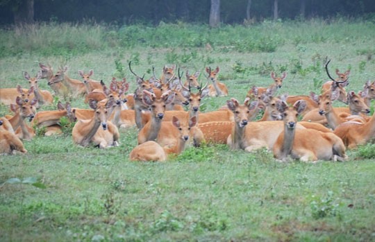 Hard-ground barasingha in the meadows of Kanha National Park