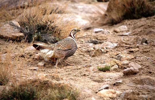 Himalayan snowcock on rocky ground in Ladakh