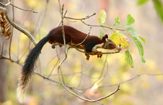 Indian giant squirrel on a branch in Satpura