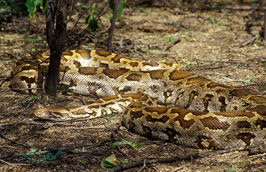 Indian rock python coiled on the forest floor in Nagarhole