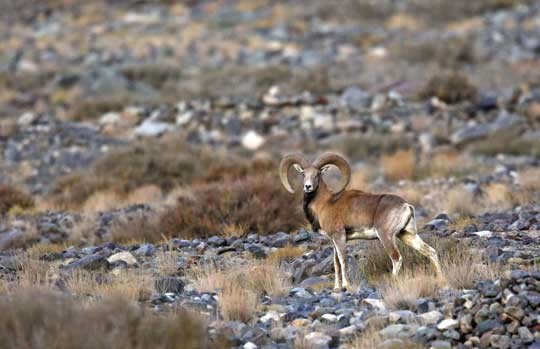 Ladakh urial ram on a stony slope
