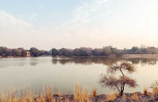 Lake and a lone tree at Ranthambore National Park