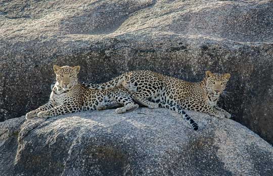 Leopard and cub resting on a granite boulder at Jawai