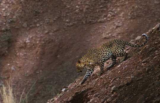 Leopard climbing a rocky slope in Satpura