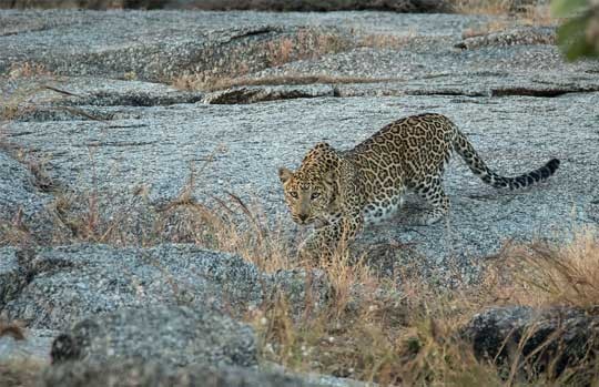 Leopard crossing granite rock at Jawai