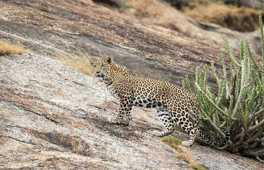 Leopard descending a granite slope at Jawai