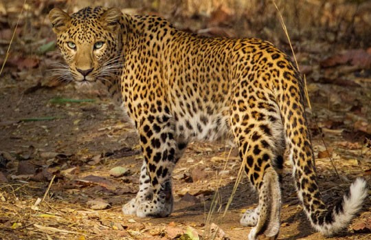 Leopard standing in dry forest at Bandhavgarh