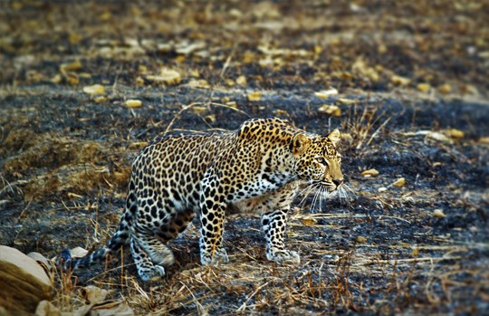 Leopard walking across rocky ground in Panna National Park