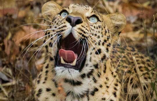 Leopard yawning at Jawai
