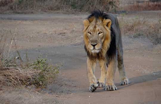 Male Asiatic lion walking along a track in Gir