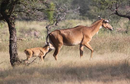 Nilgai with her calf in Ranthambore