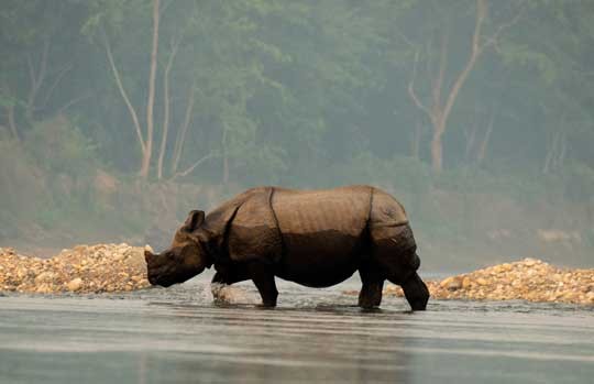 One-horned rhinoceros at the water's edge in Kaziranga