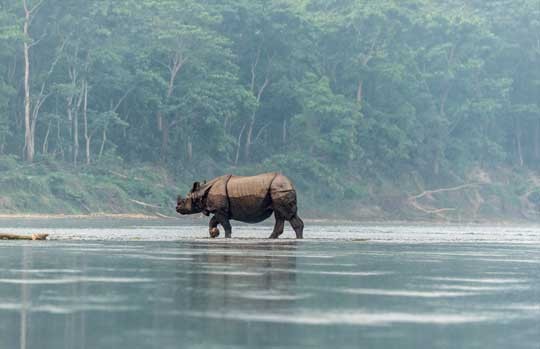 One-horned rhinoceros crossing a misty river in Kaziranga