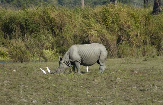 One-horned rhinoceros grazing with egrets in Kaziranga