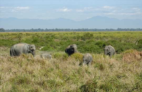 One-horned rhinoceroses grazing on the Kaziranga floodplain
