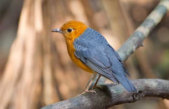 Orange-headed thrush perched on a branch in Gir