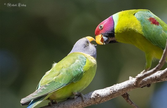 Pair of plum-headed parakeets on a branch at Keoladeo