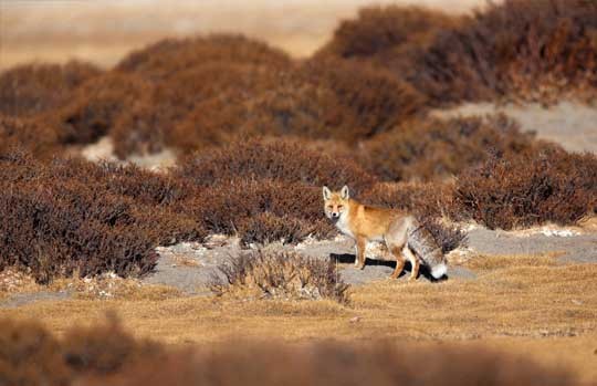 Red fox among autumn scrub in Ladakh