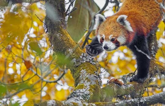 Red panda among autumn leaves in Singalila
