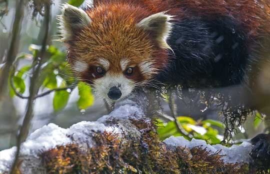 Red panda on a snow-dusted branch in Singalila