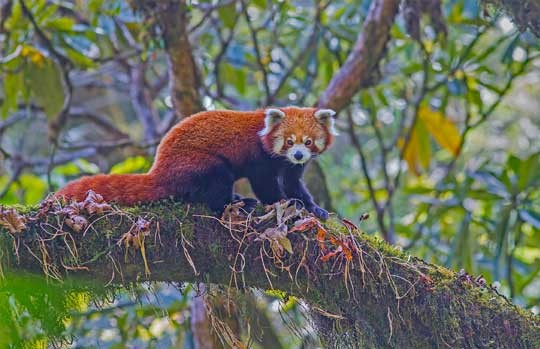 Red panda walking along a mossy branch in Singalila National Park