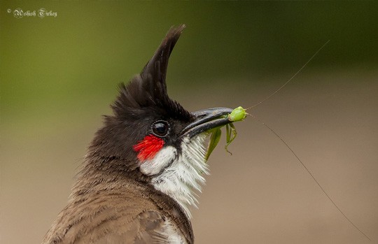 Red-whiskered bulbul with an insect in its beak, Panna