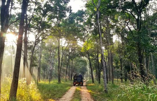 Safari jeep on a sunlit forest track in Tadoba-Andhari Tiger Reserve