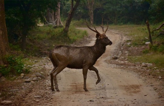 Sambar stag crossing a forest track in Corbett