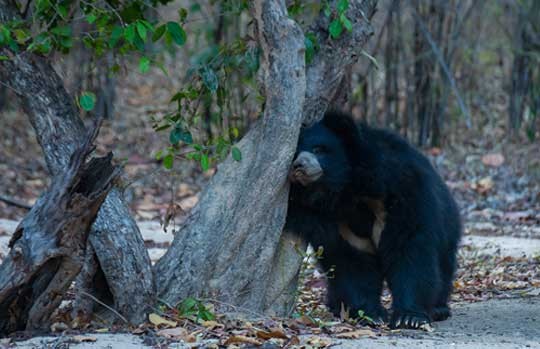 Sloth bear beside a tree in Satpura National Park
