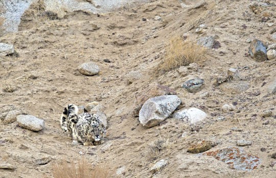 Snow leopard camouflaged among rocks on a Ladakh slope
