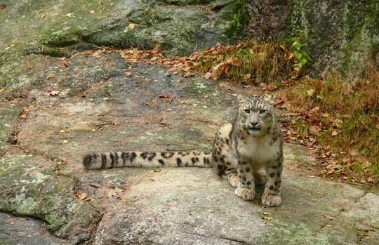 Snow leopard on a rocky ledge in Ladakh