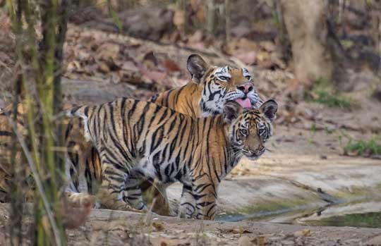 Tiger cubs grooming one another in Bandhavgarh