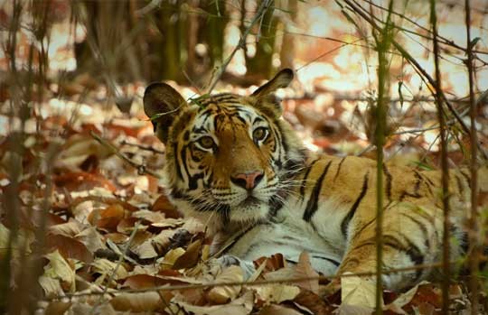 Tiger resting among fallen leaves in Tadoba
