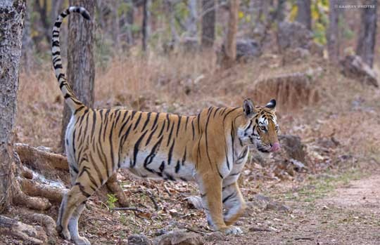 Tiger walking through dry forest in Ranthambore