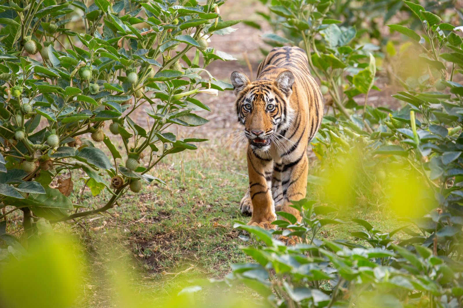 Tiger walking through sal saplings in Kanha National Park