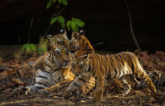 Tigress resting with her cubs in the shade at Bandhavgarh