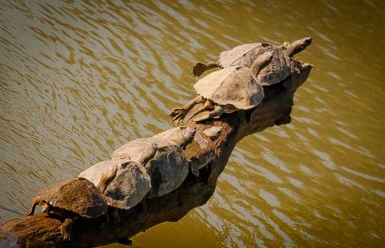 Turtles basking on a log in Kaziranga