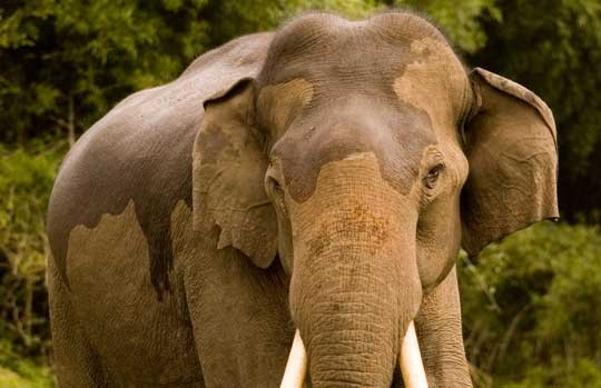 Tusker elephant in Nagarhole National Park