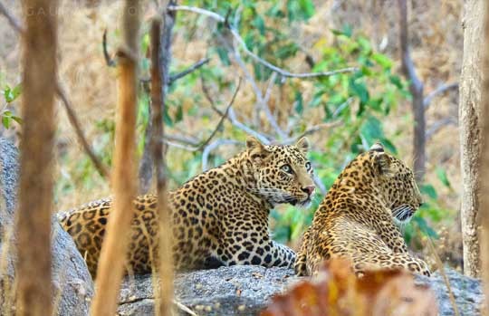 Two leopards resting on a rock in Pench